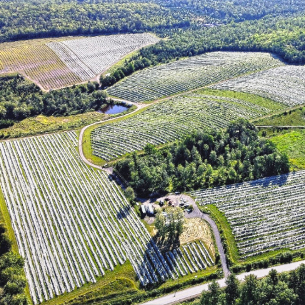 A Passion for Haskap