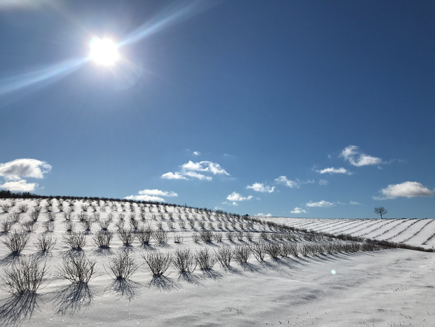 Farm update; haskap harvest and how we keep the bees safe in winter