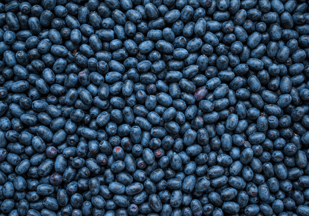 Close-up of haskap berries with a focus on texture