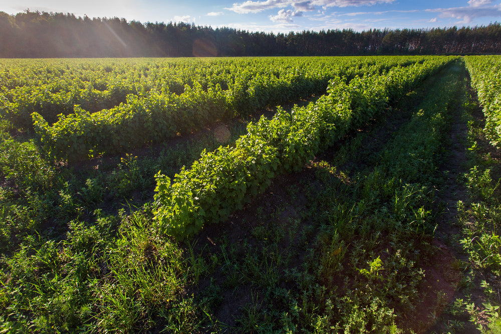 Aerial view of a green field with rows of crops under a clear sky.
