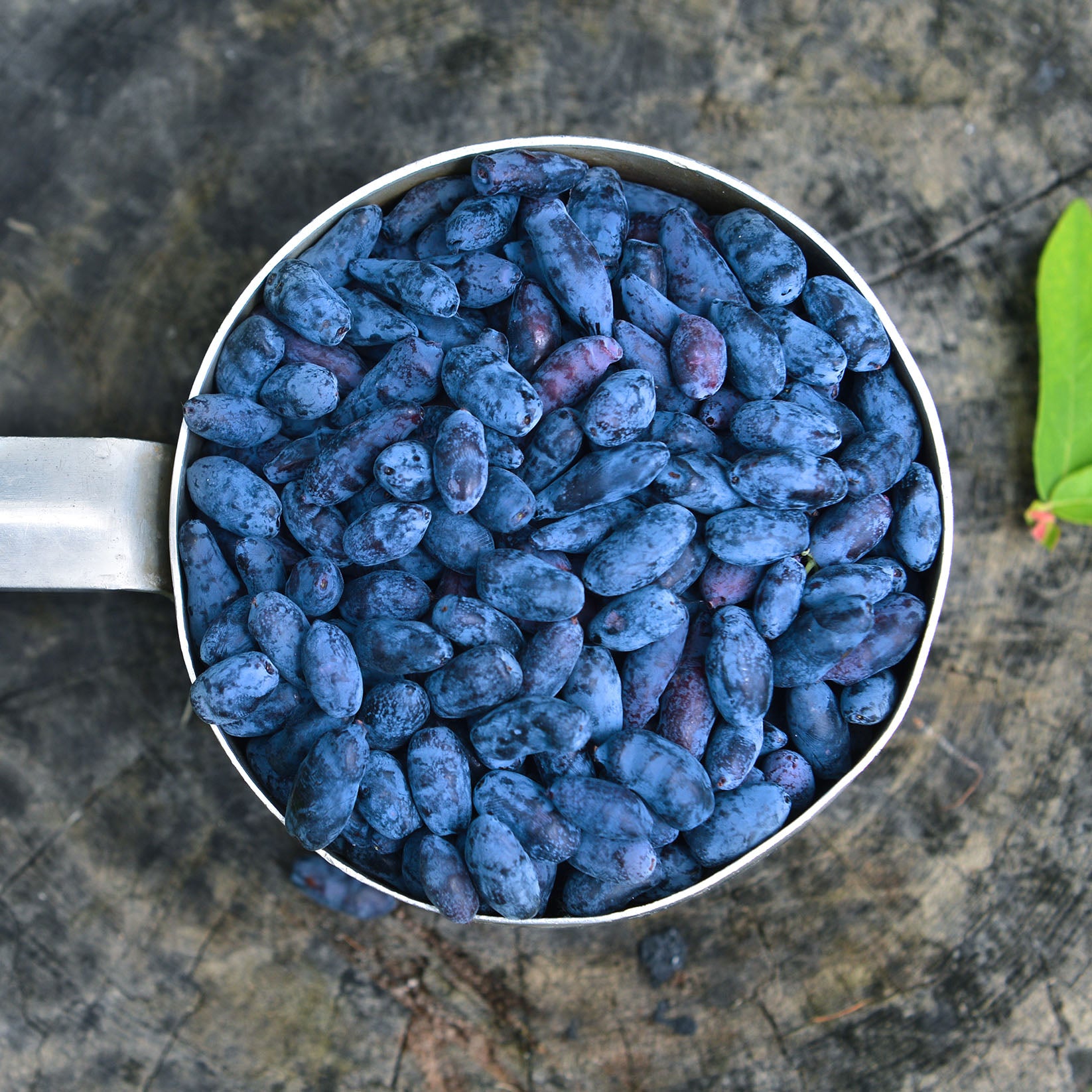 Haskapa Superfood Berry Powder Subscription