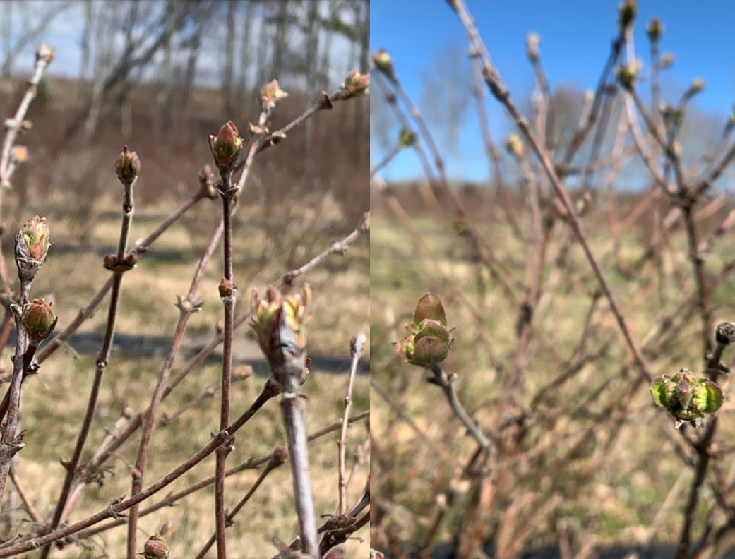 FARM UPDATE: SPRING BREAKS