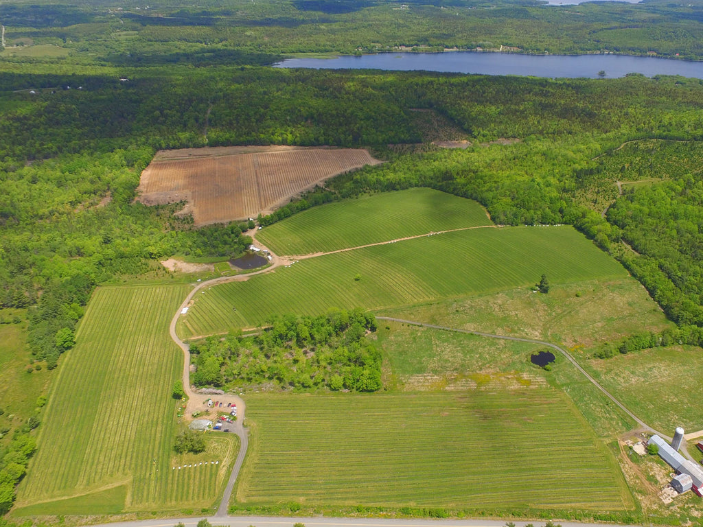 Haskap Berries: A Taste of Nova Scotia