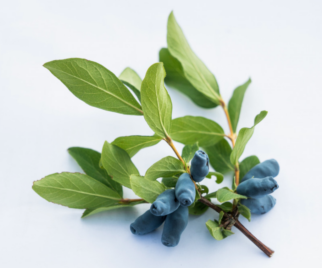 What is a haskap berry