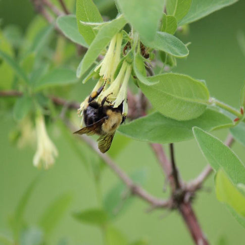 Growing Haskap Berries: The Haskapa Way