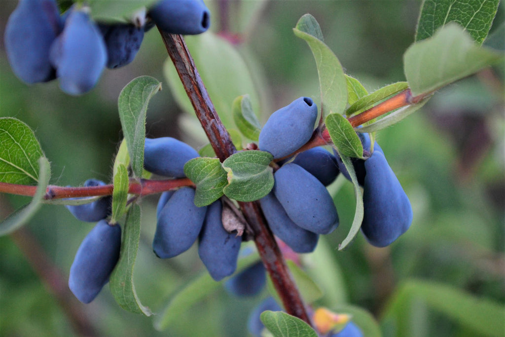 Origins of haskap superberry in traditional medicine