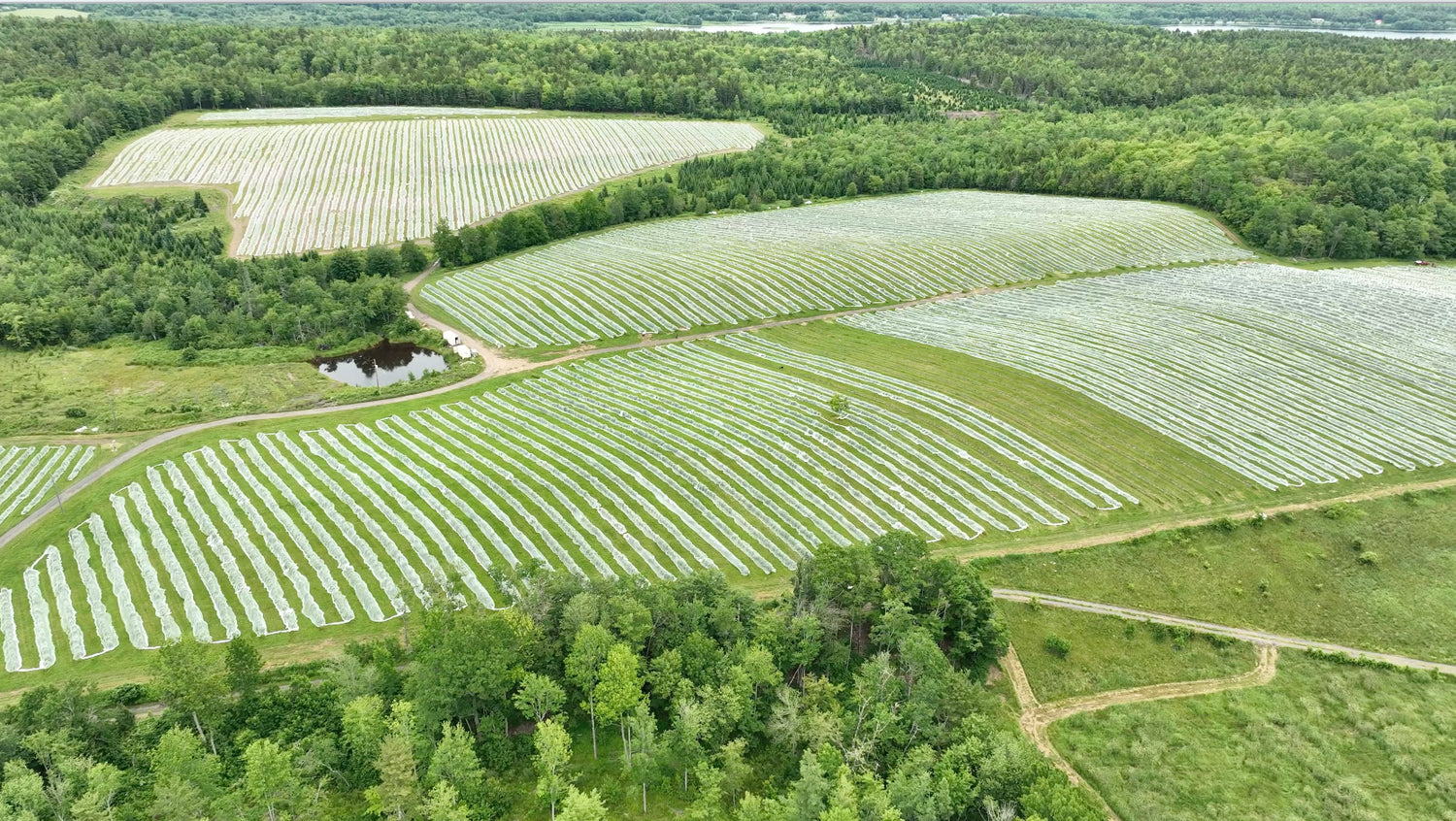 Farm update Summer 2022