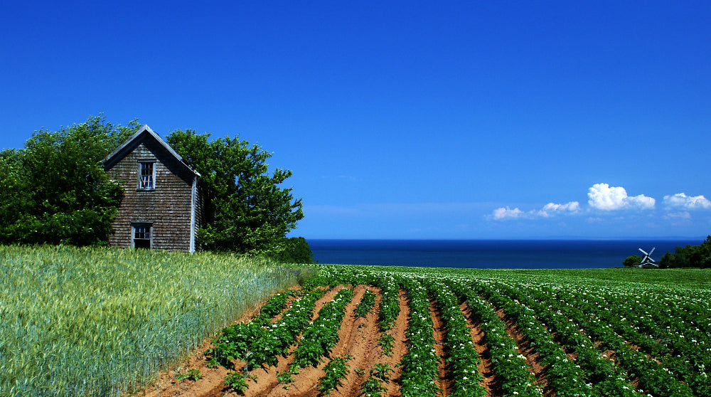 Small wooden shed by a field with ocean view under a clear blue sky