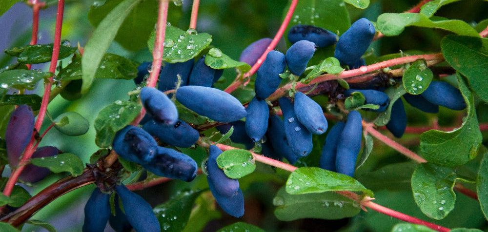 Haskapa berries on a branch with green leaves