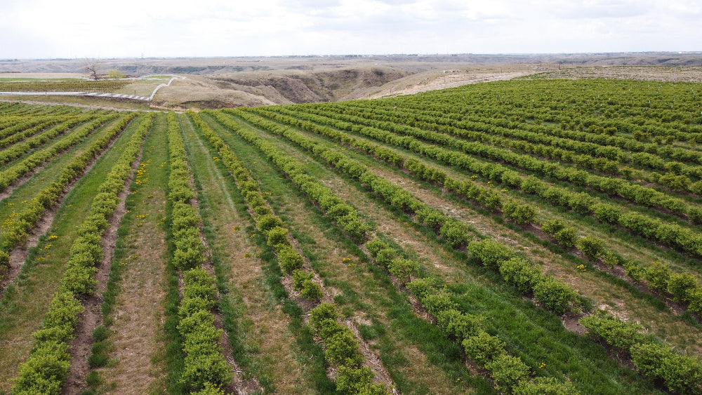 A large field with rows of green plants under a clear sky.