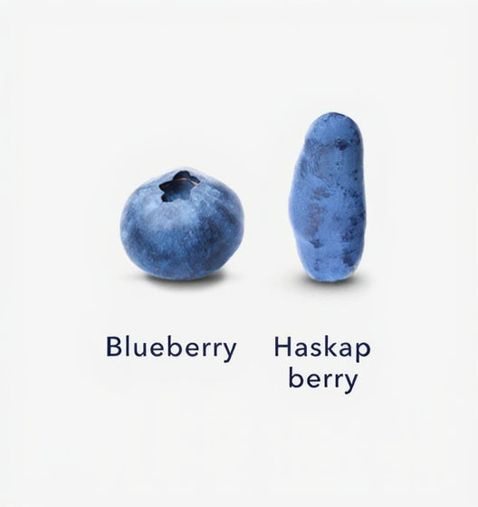 Two blue berries labeled 'Blueberry' and 'Haskap berry' on a white background