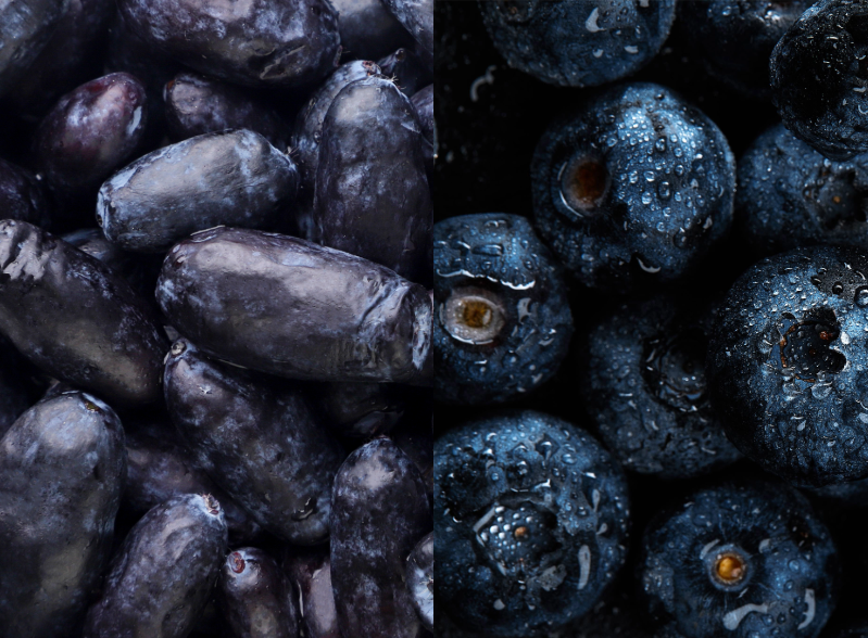 Close up of blueberries and haskap berries