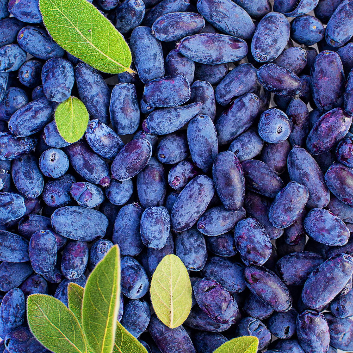 Haskapa Organic Superfood Berry Powder Single Pack Haskapa